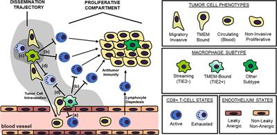 The Cancer Cell Dissemination Machinery as an Immunosuppressive Niche: A New Obstacle Towards the Era of Cancer Immunotherapy